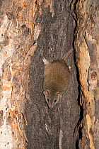 Yellow-footed Antechinus (Antechinus flavipes subsp. leucogaster) Dryandra Forest Nature Conservation Park, Western Australia.