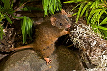 Yellow-footed antechinus (Antechinus flavipes subsp. flavipes) Chaelundi NP, New South Wales, Australia.