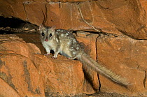 Northern Quoll / Little Native Cat (Dasyurus hallucatus) King Leoppold Ranges Conservation Park in the Kimberley Region of Western Australia - May. Endangered species.