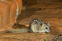 Northern Quoll / Little Native Cat (Dasyurus hallucatus) King Leoppold Ranges Conservation Park, Kimberley Region of Western Australia. Endangered species.