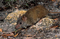 Yellow-footed antechinus (Antechinus flavipes subsp. leucogaster) Waychinicup NP, Western Australia.