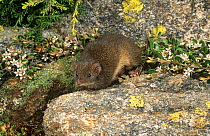 Dusky antechinus (Antechinus swainsonii) female with pouch young protruding out of the pouch, Kosciuszko NP, New South Wales, Australia.