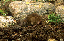 Dusky antechinus (Antechinus swainsonii) female with pouch young protruding out of the pouch, Kosciuszko NP, New South Wales, Australia.