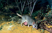 Kowari (Dasyuroides byrnei) female with pouch visible under mother&#39;s belly, captive at Perth Zoo, Australia,