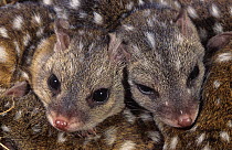 Western quoll (Dasyurus geoffroii) babies, Tone-Perup Nature Reserve, Western Australia.