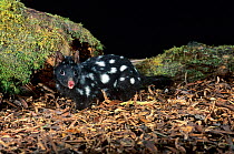 Eastern quoll (Dasyurus viverrinus) black morph, Mount Field NP, Tasmania.
