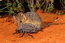 Wongai Ningaui (Ningaui ridei) catching beetle, Goongarrie NP, at the western egde of Great Victoria Desert, Western Australia.