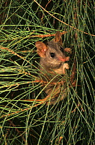 Red-tailed phascogale (Phascogale calura) Wheat-belt Region, Western Australia. Endangered species.