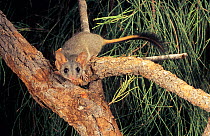 Red-tailed phascogale (Phascogale calura) Wheat-belt Region of Western Australia. Endangered species.