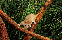 Red-tailed phascogale (Phascogale calura) Wheat-belt Region, Western Australia. Endangered species.