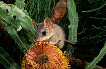 Red-tailed phascogale (Phascogale calura) feeding on a Banksia flower, Wheat-belt Region of Western Australia, Endangered species.