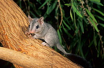 Brush-tailed phascogale (Phascogale tapoatafa) baby, Walpole-Nornalup NP, Western Australia.