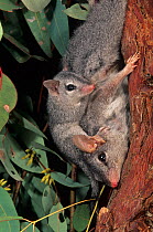 Brush-tailed Phascogale (Phascogale tapoatafa) female with a suckling young, Walpole-Nornalup NP, Western Australia - October 2002