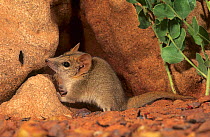 Fat-tailed pseudantechinus (Pseudantechinus macdonnellensis) Picture Hill area, in Great Sandy Desert, Western Australia .