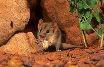 Fat-tailed pseudantechinus (Pseudantechinus macdonnellensis) feeding on a native cockroach - Picture Hill area, in Great Sandy Desert, Western Australia.