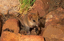 Ningbing pseudantechinus (Pseudantechinus ningbing) feeding on a spider, Mornington Station, in the Kimberley, Western Australia.