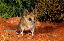 Fat-tailed dunnart (Sminthopsis crassicaudata) Goongarrie NP, Goldfields Region, Western Australia.