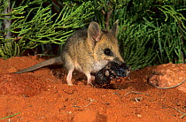 Fat-tailed dunnart (Sminthopsis crassicaudata) feeding on a spider, Goongarrie NP, Goldfields Region, Western Australia.