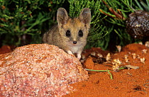 Fat-tailed dunnart (Sminthopsis crassicaudata) Goongarrie NP, Goldfields Region, Western Australia.