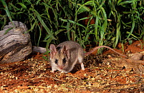 Little Long-tailed Dunnart (Sminthopsis dolichura) Toolonga Nature Reserve, Gascoyne Region, Western Australia.