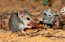 Little long-tailed dunnart (Sminthopsis dolichura) catching a centipede, Shark Bay World Heritage Area, Western Australia.