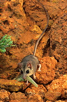 Long-tailed dunnart (Sminthopsis longicaudata) carrying a caught tree cricket, Kennedy Range NP, Western Australia.