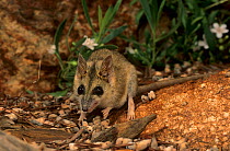 Stripe-faced dunnart (Sminthopsis macroura) Collier Range NP, Western Australia.