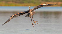 Great blue heron (Ardea herodias) in flight, landing. Myakka River State Park, Florida, USA. February.