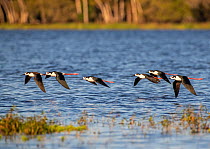 Black-necked stilt (Himantopus mexicanus) flock flying over water. Myakka River State Park, Florida, USA. February.