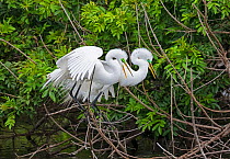 Great egret (Ardea alba) pair in courtship. Venice Area Audubon Rookery, Florida, USA. March.
