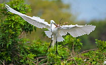 Great egret (Ardea alba) in flight with twig in beak, refurbishing nest. Venice Area Audubon Rookery, Florida, USA. March.