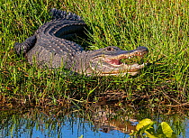 American alligator (Alligator mississippiensis) with mouth open, in swamp. Everglades National Park, Florida, USA. March.