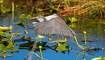 Tricolored heron (Egretta tricolor) fishing by flying low over water. Everglades National Park, Florida, USA. March.