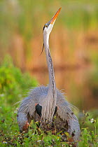 Great blue heron (Ardea herodias) looking upwards with neck stretched. Everglades National Park, Florida, USA. March.