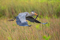 Great blue heron (Ardea herodias) flying with fish in beak. Everglades National Park, Florida, USA. March.