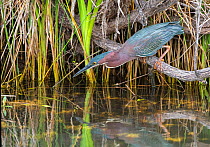 Green heron (Butorides virescens) fishing from branch perch above water. Everglades National Park, Florida, USA. March.