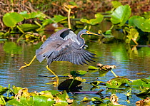 Tricoloured heron (Egretta tricolor) fishing by flying low over water. Everglades National Park, Florida, USA. March.