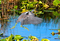 Tricoloured heron (Egretta tricolor) fishing by flying low over water. Everglades National Park, Florida, USA. March.