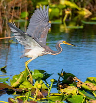 Tricoloured heron (Egretta tricolor) fishing by flying low over water, amongst Water lilies. Everglades National Park, Florida, USA. March.