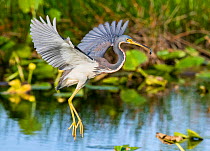 Tricoloured heron (Egretta tricolor) with fish in beak, in mid-air. Everglades National Park, Florida, USA. March.