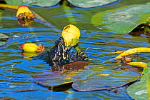 Florida red-bellied cooter turtle (Pseudemys nelsoni) feeding on Water lily (Nymphaeaceae) flower. Everglades National Park, Florida, USA. March.