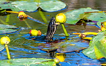 Florida red-bellied cooter turtle (Pseudemys nelsoni) feeding on Water lily (Nymphaeaceae) flower. Everglades National Park, Florida, USA. March.