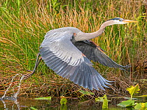 Great blue heron (Ardea herodias) taking off from water. Everglades National Park, Florida, USA. March.