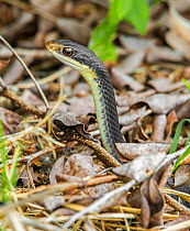 Everglades racer snake (Coluber constrictor paludicola). Everglades National Park, Florida, USA. March.