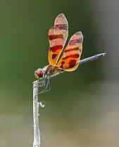 Halloween pennant (Celithemis eponina) dragonfly resting. Everglades National Park, Florida, USA. March.