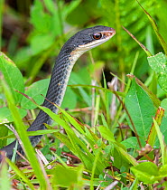 Everglades racer (Coluber constrictor paludicola). Everglades National Park, Florida, USA. March.