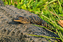 American alligator (Alligator mississippiensis) juvenile resting on mother&#39;s back. Everglades National Park, Florida. March.