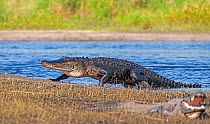 American alligator (Alligator mississippiensis) emerging from water. Myakka River State Park, Florida, USA. March.