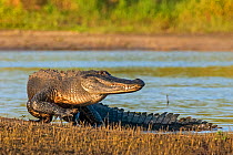 American alligator (Alligator mississippiensis) emerging from water, in evening light. Myakka River State Park, Florida, USA. March.