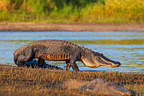 American alligator (Alligator mississippiensis) walking along water&#39;s edge in evening light. Myakka River State Park, Florida, USA. March.